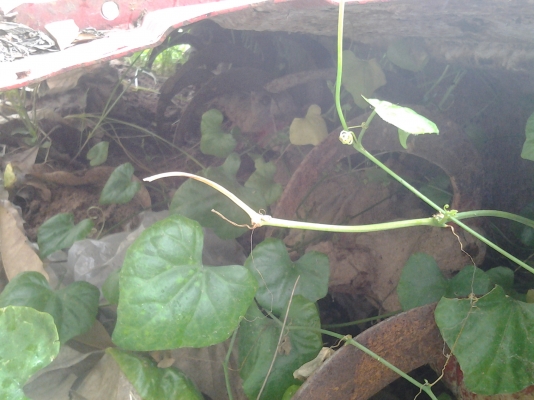 ขายตามสภาพโรต้ารีความยาว1.60ติดกับรถไถคูโบต้าลดเหลือ7500บาท ขายตามสภาพโรต้ารีความยาว1.60ติดกับรถไถคูโบต้าลดเหลือ7500บาท