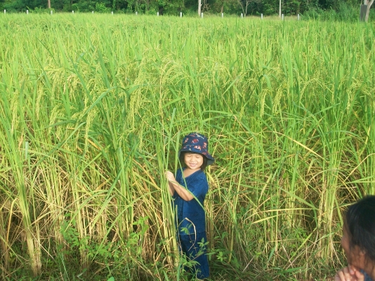 ขายรถเกี่ยวเล็ก ขายรถเกี่ยวเล็ก