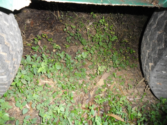 ขายรถพ่วงดั้มแม่ลูก HINO 270 แรงเครื่อง EP TURBO แม่12ล้อเครื่องดียางดีคัสซีสวย