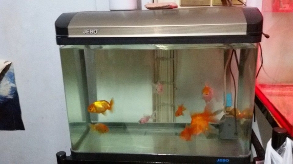 ตู้ปลา 24 นิ้ว