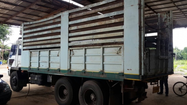 ขายด่วนไอ้หลงโบแม่ลูกสภาพสวยๆแม่ดั้มลูกไม่ดั้มราคาโทร0843923995