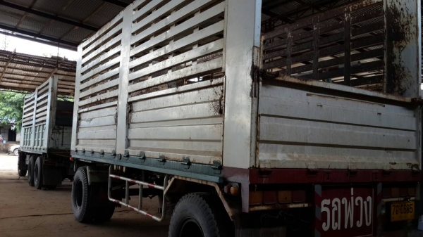 ขายด่วนไอ้หลงโบแม่ลูกสภาพสวยๆแม่ดั้มลูกไม่ดั้มราคาโทร0843923995