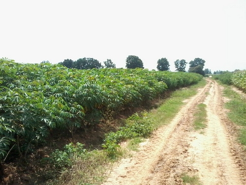 ขายด่วนที่ดินติดถนน ทำเลดี ราคาถูก 30 ไร่ 2 งาน ราคา 130,000 บาทต่อไร่ อ.สีคิ้ว ขายด่วนที่ดินติดถนน ทำเลดี ราคาถูก 30 ไร่ 2 งาน ราคา 130,000 บาทต่อไร่ อ.สีคิ้ว