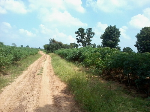 ขายด่วนที่ดินติดถนน ทำเลดี ราคาถูก 30 ไร่ 2 งาน ราคา 130,000 บาทต่อไร่ อ.สีคิ้ว ขายด่วนที่ดินติดถนน ทำเลดี ราคาถูก 30 ไร่ 2 งาน ราคา 130,000 บาทต่อไร่ อ.สีคิ้ว