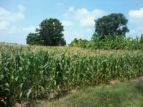 ขายด่วนที่ดินติดถนน ทำเลดี ราคาถูก 30 ไร่ 2 งาน ราคา 130,000 บาทต่อไร่ อ.สีคิ้ว ขายด่วนที่ดินติดถนน ทำเลดี ราคาถูก 30 ไร่ 2 งาน ราคา 130,000 บาทต่อไร่ อ.สีคิ้ว