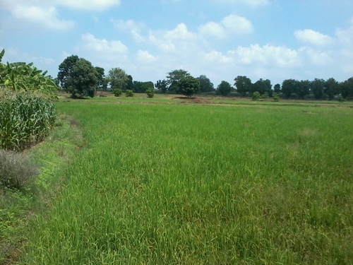 ขายด่วนที่ดินติดถนน ทำเลดี ราคาถูก 30 ไร่ 2 งาน ราคา 130,000 บาทต่อไร่ อ.สีคิ้ว ขายด่วนที่ดินติดถนน ทำเลดี ราคาถูก 30 ไร่ 2 งาน ราคา 130,000 บาทต่อไร่ อ.สีคิ้ว