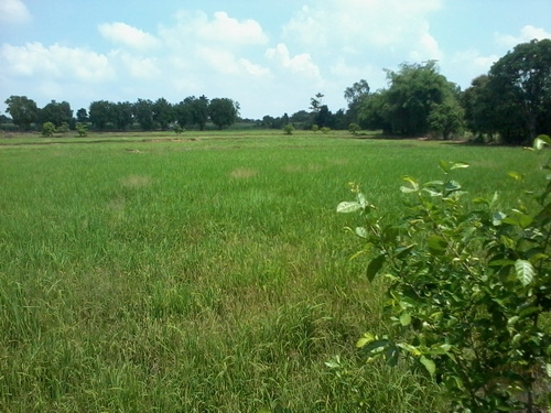 ขายด่วนที่ดินติดถนน ทำเลดี ราคาถูก 30 ไร่ 2 งาน ราคา 130,000 บาทต่อไร่ อ.สีคิ้ว ขายด่วนที่ดินติดถนน ทำเลดี ราคาถูก 30 ไร่ 2 งาน ราคา 130,000 บาทต่อไร่ อ.สีคิ้ว