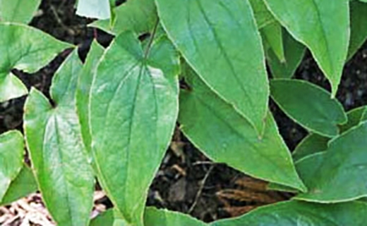 ยาเพิ่มขนาด เทอร์โบแม็ก (Turbo Max)  ส่วนผสมที่มากและดีที่สุดในโลก