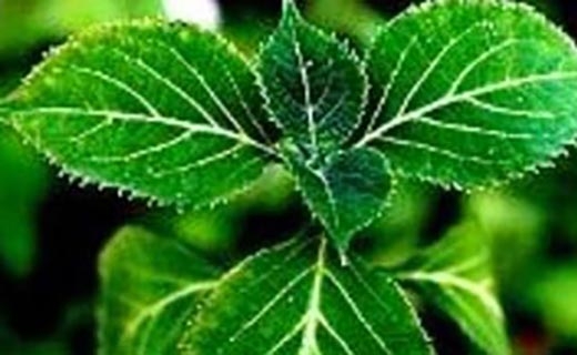 ยาเพิ่มขนาด เทอร์โบแม็ก (Turbo Max)  ส่วนผสมที่มากและดีที่สุดในโลก