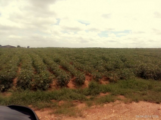 ขายที่ดินพร้อมไร่มันไร่อ้อยราคาถูก