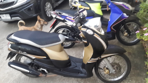 ขาย Fino เกย์แยกแท้ ปี 55