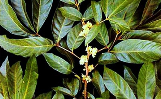 มีปัญหาน้องชายเล็ก นกเขาไม่ขัน มาอาการหลั่งเร็ว ทำให้หลายๆคนขาดความมั่นใจ ซึ่งปัญหาเหล่านี้จะหมดไปทันที เมื่อท่านใช้ผลิตภัณฑ์ สมุนไพร เทอร์โบแม็กซ์ (Turbo max)  ด้วยการตอบรับที่ดีเยี่ยมด้วยยอดขายที่เพิ่มขึ้นอย่างรวดเร็ว และการซื้อซ้ำอย่างต่อเนื่อง ลูกค้าห