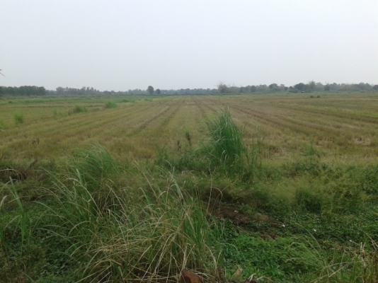 ขายด่วน ที่ดินมีโฉนด 8 ไร่ 2 งาน ไร่ล่ะ 300000 บาท โทร 0846937668 ทรัพย์ ขายด่วน ที่ดินมีโฉนด 8 ไร่ 2 งาน ไร่ล่ะ 300000 บาท โทร 0846937668 ทรัพย์