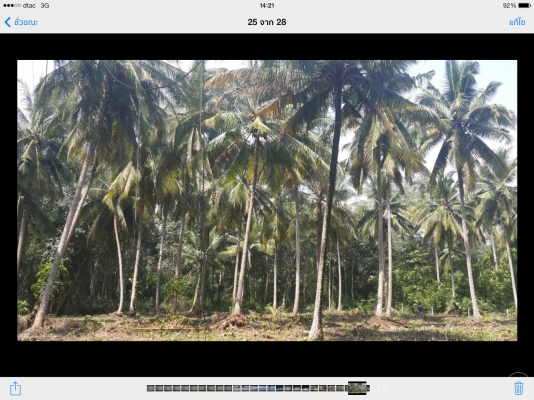 ขายที่ดิน ติดทะเล