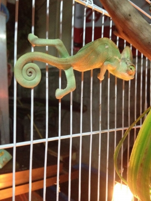 ขายกิ้งก่าคามิเลี่ยน เวลล์