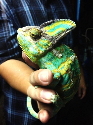 ขายกิ้งก่าคามิเลี่ยน เวลล์