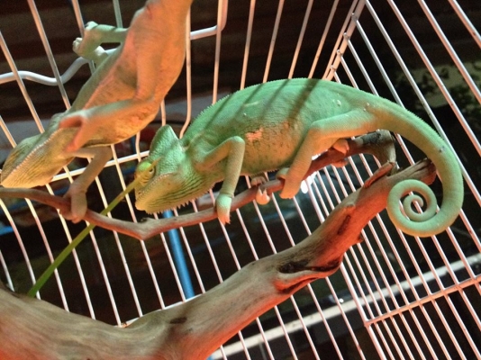 ขายกิ้งก่าคามิเลี่ยน เวลล์