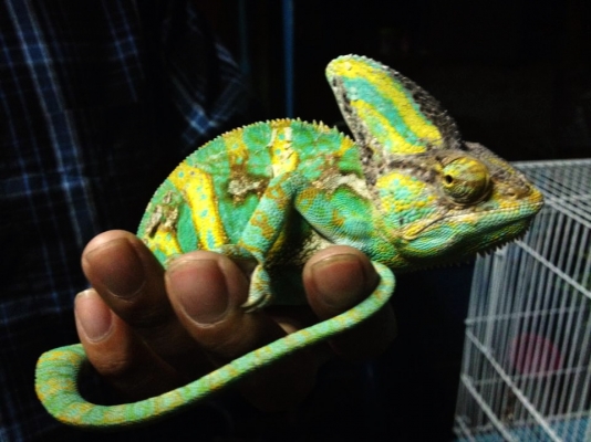 ขายกิ้งก่าคามิเลี่ยน เวลล์