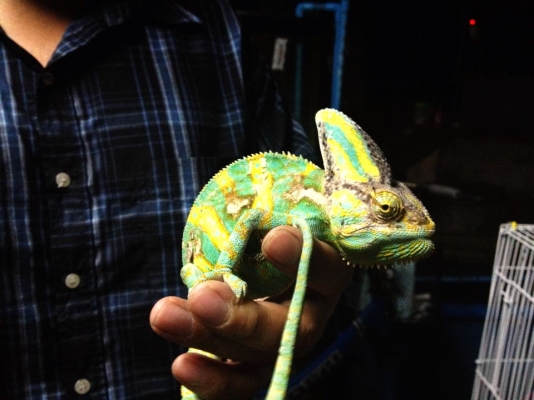 ขายกิ้งก่าคามิเลี่ยน เวลล์