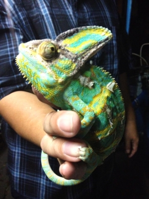 ขายกิ้งก่าคามิเลี่ยน เวลล์