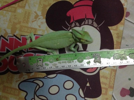 ขายกิ้งก่าคามิเลี่ยน เวลล์