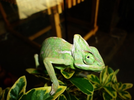 ขายกิ้งก่าคามิเลี่ยน เวลล์