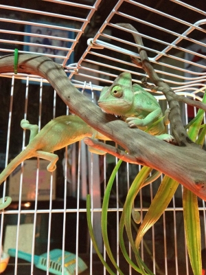 ขายกิ้งก่าคามิเลี่ยน เวลล์