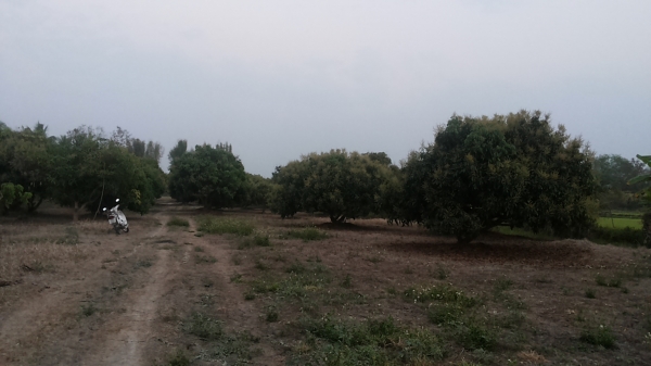 ขายที่ดิน ทำเลสวย เชียงใหม่ 3-2-06ไร่ อ.สารภี ใกล้ถนนซุปเปอร์ไฮเวย์เชียงใหม่