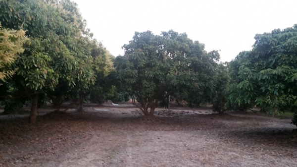 ขายที่ดิน ทำเลสวย เชียงใหม่ 3-2-06ไร่ อ.สารภี ใกล้ถนนซุปเปอร์ไฮเวย์เชียงใหม่