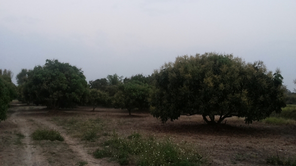 ขายที่ดิน ทำเลสวย เชียงใหม่ 3-2-06ไร่ อ.สารภี ใกล้ถนนซุปเปอร์ไฮเวย์เชียงใหม่