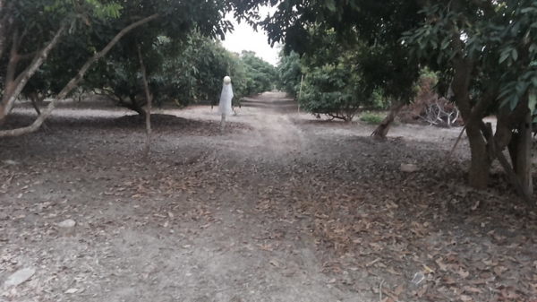 ขายที่ดิน ทำเลสวย เชียงใหม่ 3-2-06ไร่ อ.สารภี ใกล้ถนนซุปเปอร์ไฮเวย์เชียงใหม่