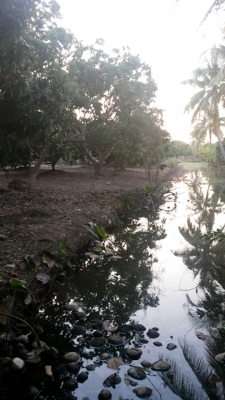 ขายที่ดิน ทำเลสวย เชียงใหม่ 3-2-06ไร่ อ.สารภี ใกล้ถนนซุปเปอร์ไฮเวย์เชียงใหม่