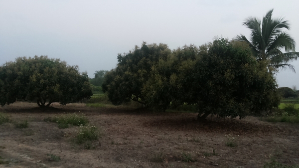 ขายที่ดิน ทำเลสวย เชียงใหม่ 3-2-06ไร่ อ.สารภี ใกล้ถนนซุปเปอร์ไฮเวย์เชียงใหม่