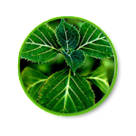 ไม่ขึ้นไม่สู้ ใจสู้แต่ของไม่ยอมสู้ หรือนกเขาไม่ยอมขัน ท่านที่มีปัญหาหลั่งเร็วนกกระจอกยังไม่กินน้ำทำให้ผู้หญิงเสียอารมณ์  ปัญหาขนาดน้องชายเล็ก ต้องการเพิ่มขนาด 0991936991 หวาน