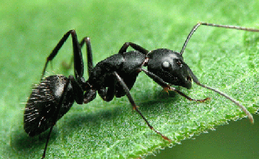 ไม่ขึ้นไม่สู้ ใจสู้แต่ของไม่ยอมสู้ หรือนกเขาไม่ยอมขัน ท่านที่มีปัญหาหลั่งเร็วนกกระจอกยังไม่กินน้ำทำให้ผู้หญิงเสียอารมณ์  ปัญหาขนาดน้องชายเล็ก ต้องการเพิ่มขนาด 0991936991 หวาน