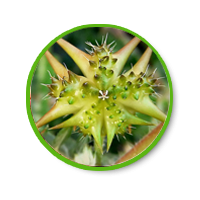 ไม่ขึ้นไม่สู้ ใจสู้แต่ของไม่ยอมสู้ หรือนกเขาไม่ยอมขัน ท่านที่มีปัญหาหลั่งเร็วนกกระจอกยังไม่กินน้ำทำให้ผู้หญิงเสียอารมณ์  ปัญหาขนาดน้องชายเล็ก ต้องการเพิ่มขนาด 0991936991 หวาน