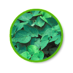 ไม่ขึ้นไม่สู้ ใจสู้แต่ของไม่ยอมสู้ หรือนกเขาไม่ยอมขัน ท่านที่มีปัญหาหลั่งเร็วนกกระจอกยังไม่กินน้ำทำให้ผู้หญิงเสียอารมณ์  ปัญหาขนาดน้องชายเล็ก ต้องการเพิ่มขนาด 0991936991 หวาน