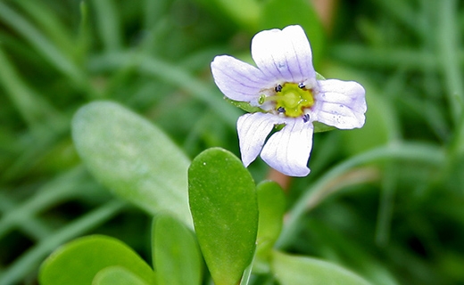 ไม่ขึ้นไม่สู้ ใจสู้แต่ของไม่ยอมสู้ หรือนกเขาไม่ยอมขัน ท่านที่มีปัญหาหลั่งเร็วนกกระจอกยังไม่กินน้ำทำให้ผู้หญิงเสียอารมณ์  ปัญหาขนาดน้องชายเล็ก ต้องการเพิ่มขนาด 0991936991 หวาน