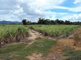 ขายที่ดิน