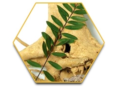 เรซฮอร์ส (Race Horse) -ใหญ่-ทน-แข็ง-แรงดั่งอาชา 0924549047 0991936991 หวานๆค่ะ