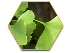 เรซฮอร์ส (Race Horse) -ใหญ่-ทน-แข็ง-แรงดั่งอาชา 0924549047 0991936991 หวานๆค่ะ