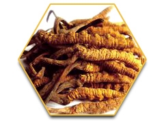 เรซฮอร์ส (Race Horse) -ใหญ่-ทน-แข็ง-แรงดั่งอาชา 0924549047 0991936991 หวานๆค่ะ