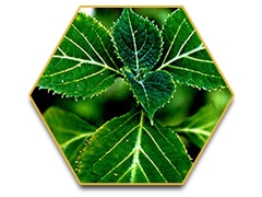 เรซฮอร์ส (Race Horse) -ใหญ่-ทน-แข็ง-แรงดั่งอาชา 0924549047 0991936991 หวานๆค่ะ