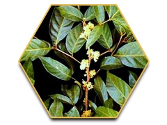 เรซฮอร์ส (Race Horse) -ใหญ่-ทน-แข็ง-แรงดั่งอาชา 0924549047 0991936991 หวานๆค่ะ