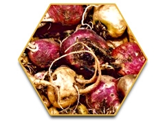 เรซฮอร์ส (Race Horse) -ใหญ่-ทน-แข็ง-แรงดั่งอาชา 0924549047 0991936991 หวานๆค่ะ