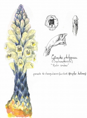 ดับเบิ้ลแม็กซ์ แคปซูล คือสมุนไพรเสริมสมรรถภาพความเป็นชาย ให้คุณเต็มพลังได้เต็ม Maxx