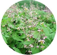 ดับเบิ้ลแม็กซ์ แคปซูล คือสมุนไพรเสริมสมรรถภาพความเป็นชาย ให้คุณเต็มพลังได้เต็ม Maxx