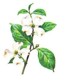 ดับเบิ้ลแม็กซ์ แคปซูล คือสมุนไพรเสริมสมรรถภาพความเป็นชาย ให้คุณเต็มพลังได้เต็ม Maxx