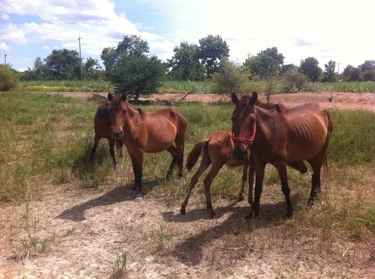 ขายม้าพันธ์ไทยแท้ สมบูรณ์ ราคมแยกหรือเหมาทั้งหมดก็ได้