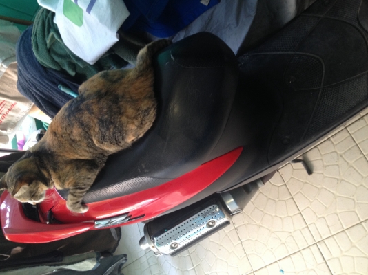 ขาย ด่วนๆ รถ Jog Suzuki ZZ เดิมๆ